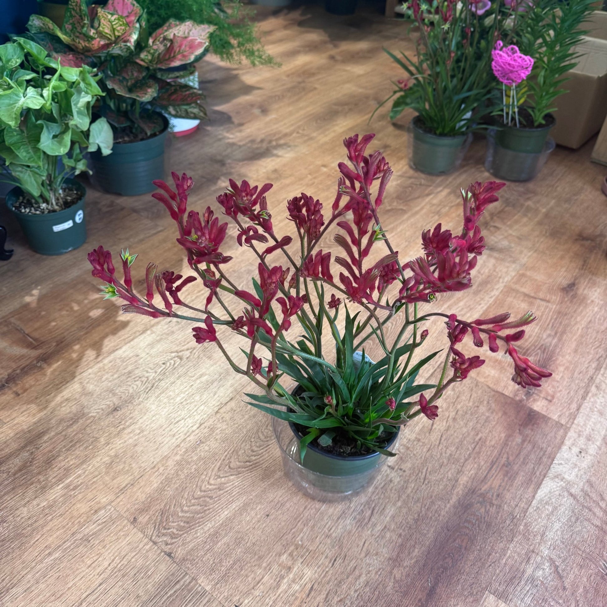 kangaroo paw plant in pots Anigozanthos (Kangaroo Paw)