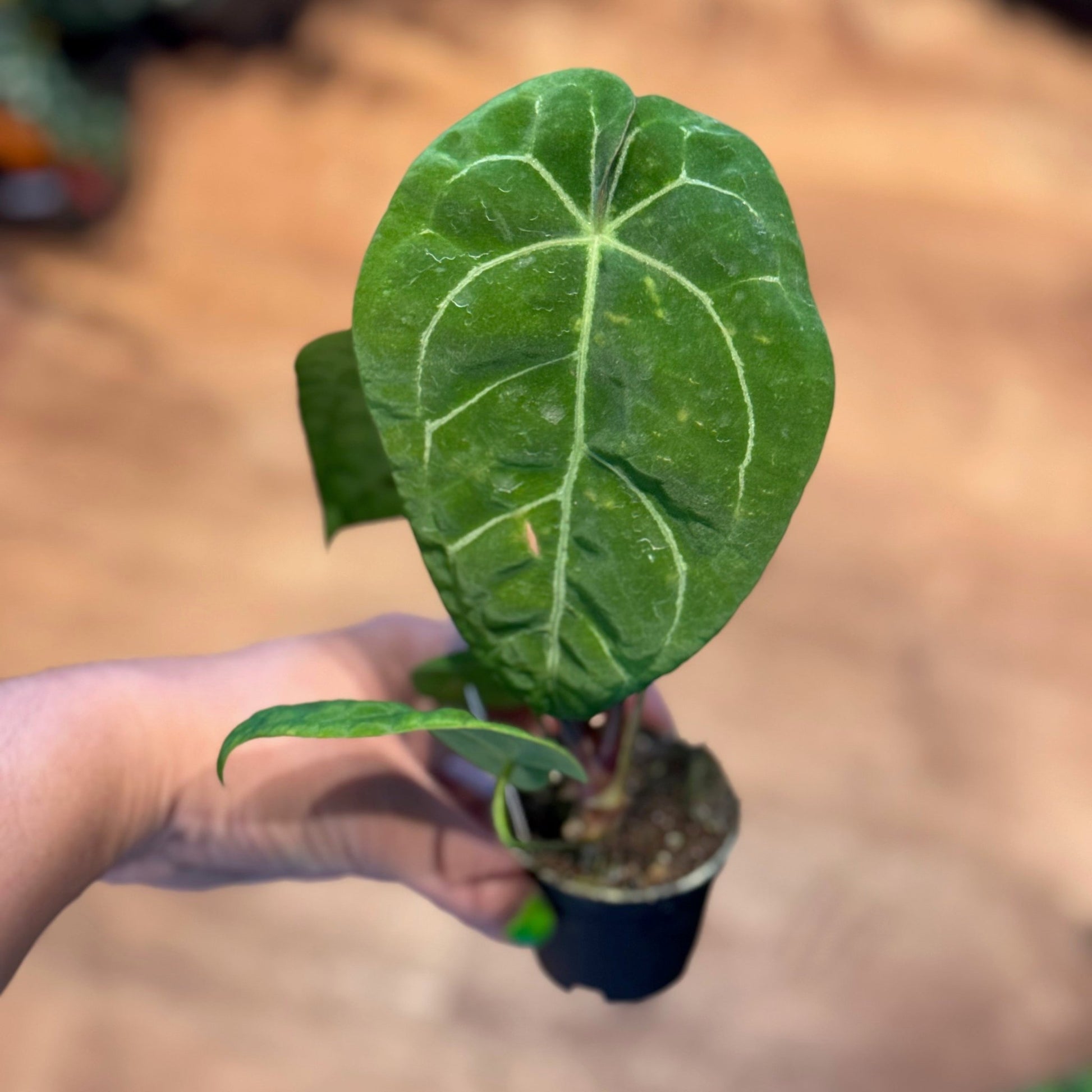 Anthurium 'Ace of Spades' - The Plant Lady SF