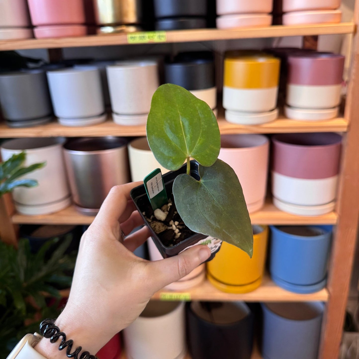 Anthurium Ace Of Spades "Dark Form" x A. FSRL - The Plant Lady SF