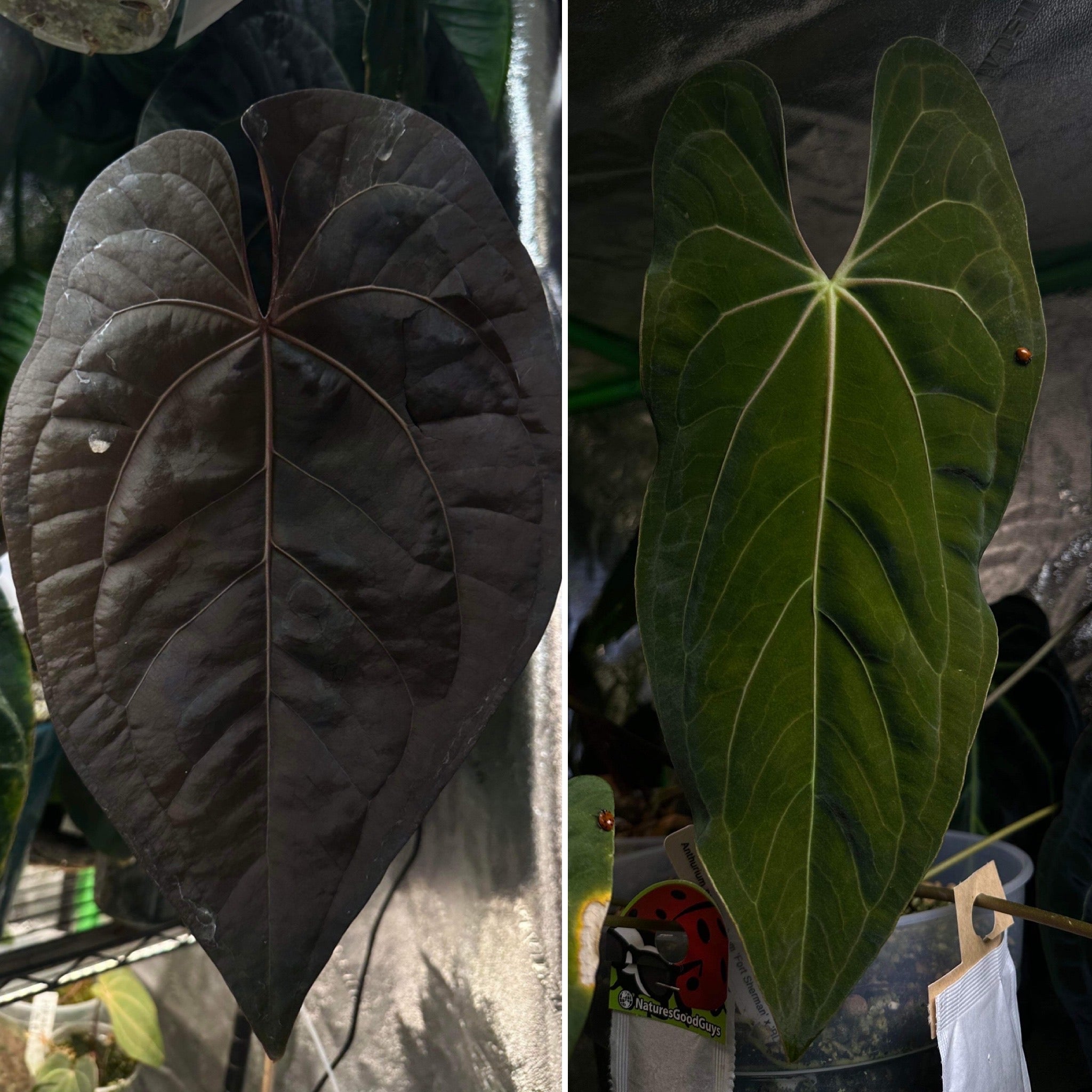 Anthurium Ace Of Spades