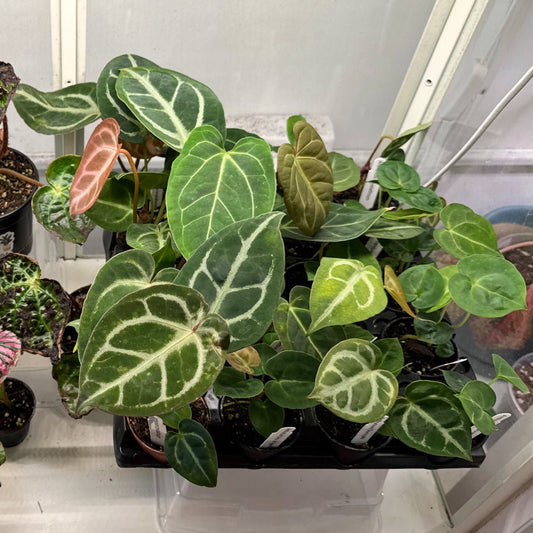 Anthurium Assorted 2" - The Plant Lady SF