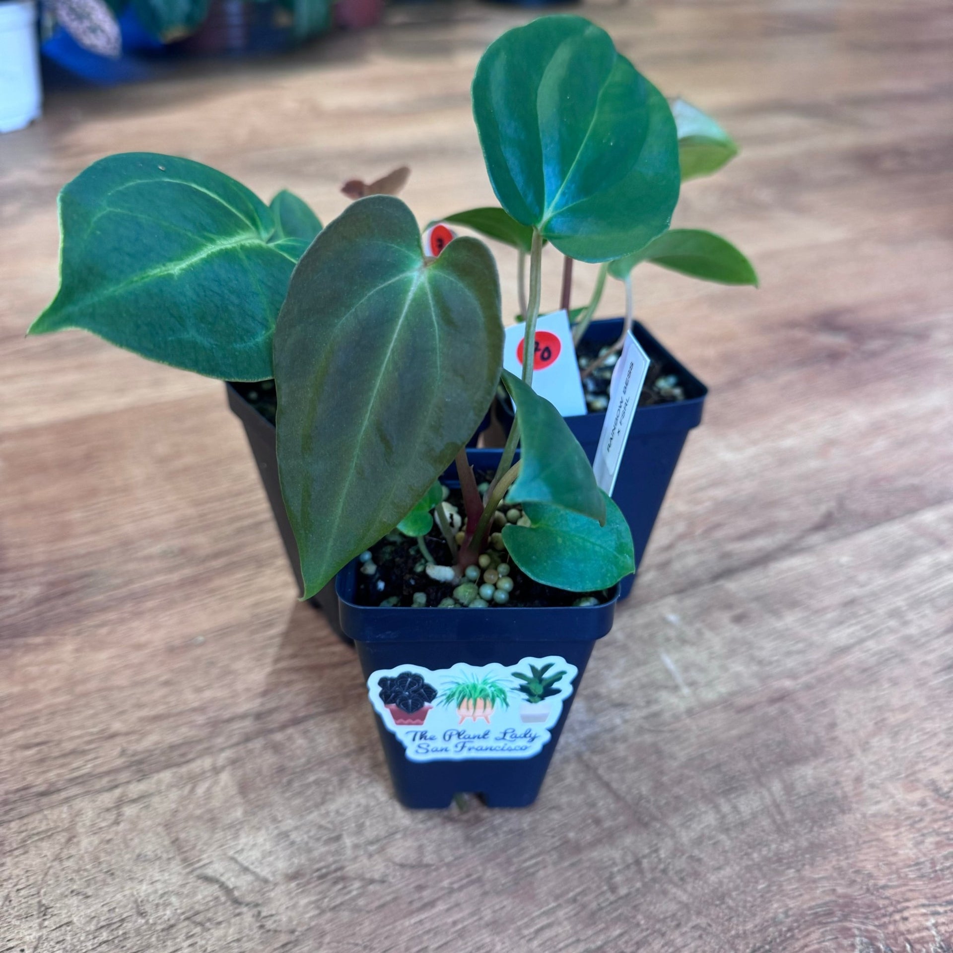 anthurium papililaminum Anthurium besseae aff "Rainbow" x (papillilaminum ‘Ft. Sherman’ x papililaminum ‘Ralph Lyman’)