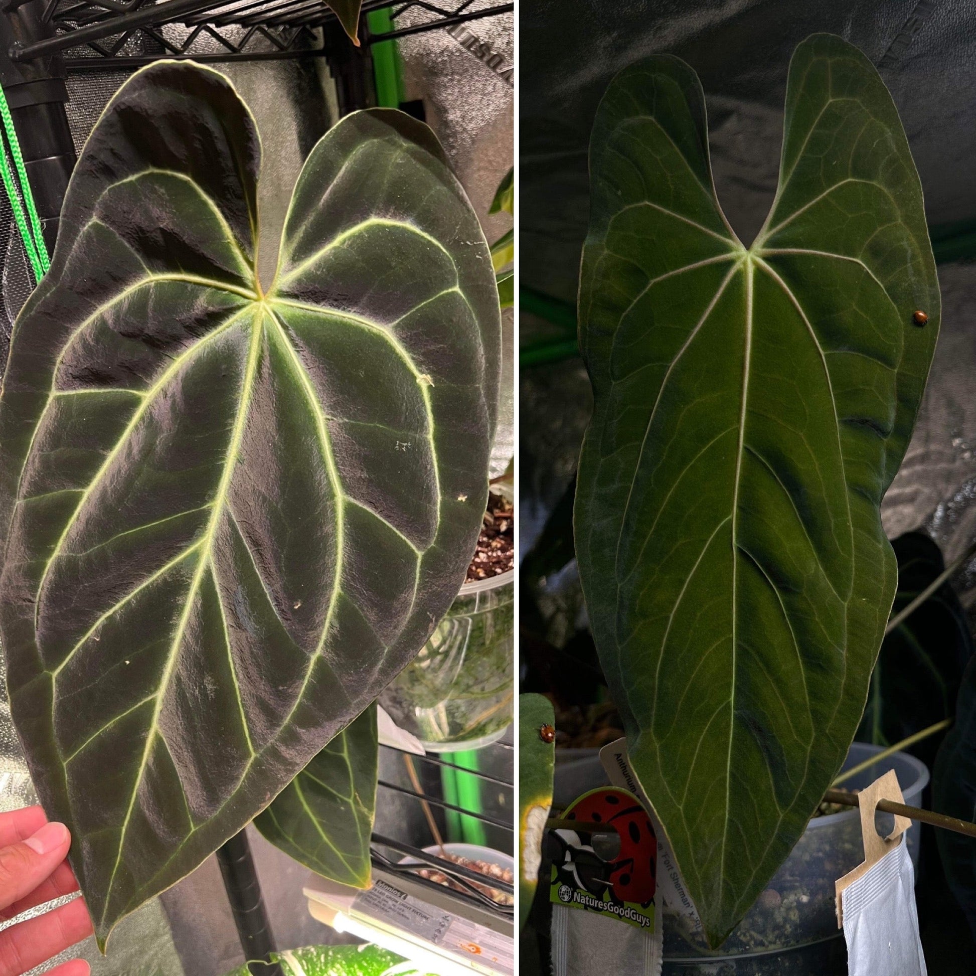 anthurium magnificum x besseae aff Anthurium besseae aff "Rainbow" x (papillilaminum ‘Ft. Sherman’ x papililaminum ‘Ralph Lyman’)