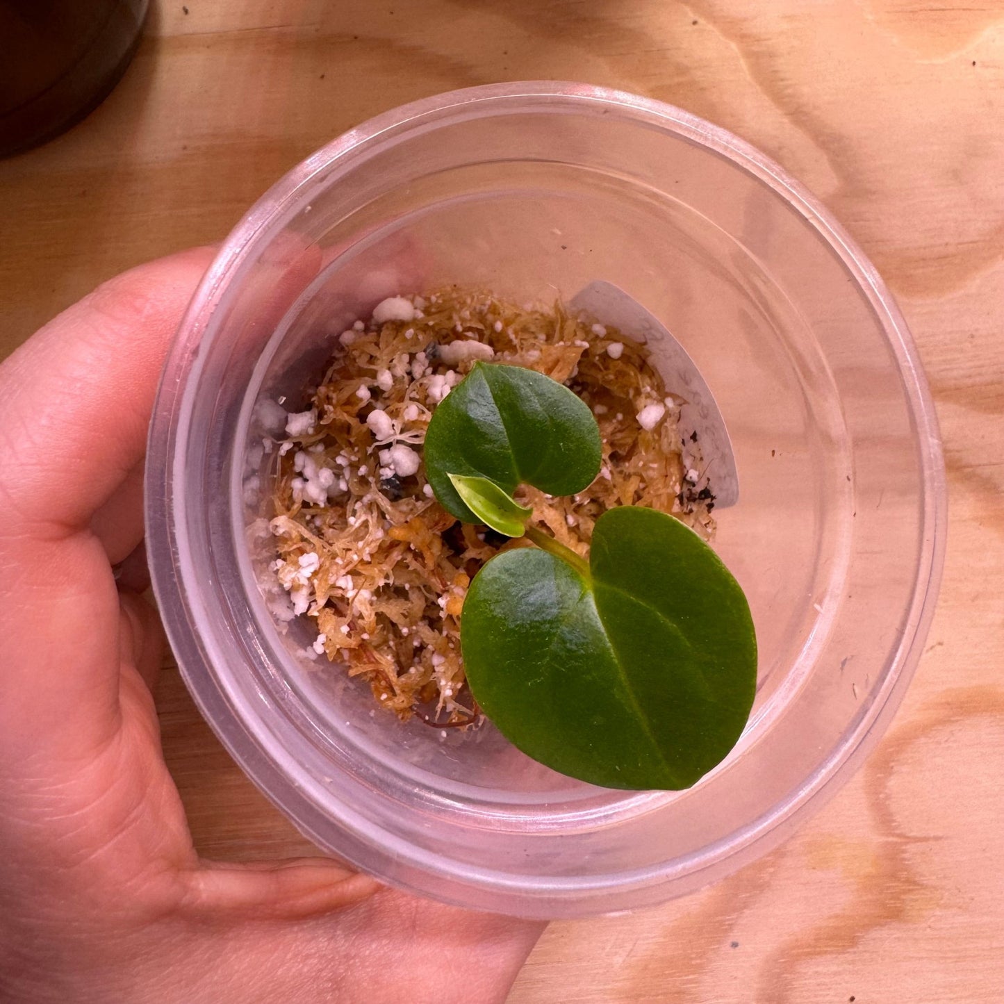 Anthurium besseae aff "Rainbow" x (papillilaminum ‘Ft. Sherman’ x papililaminum ‘Ralph Lyman’) - The Plant Lady SF