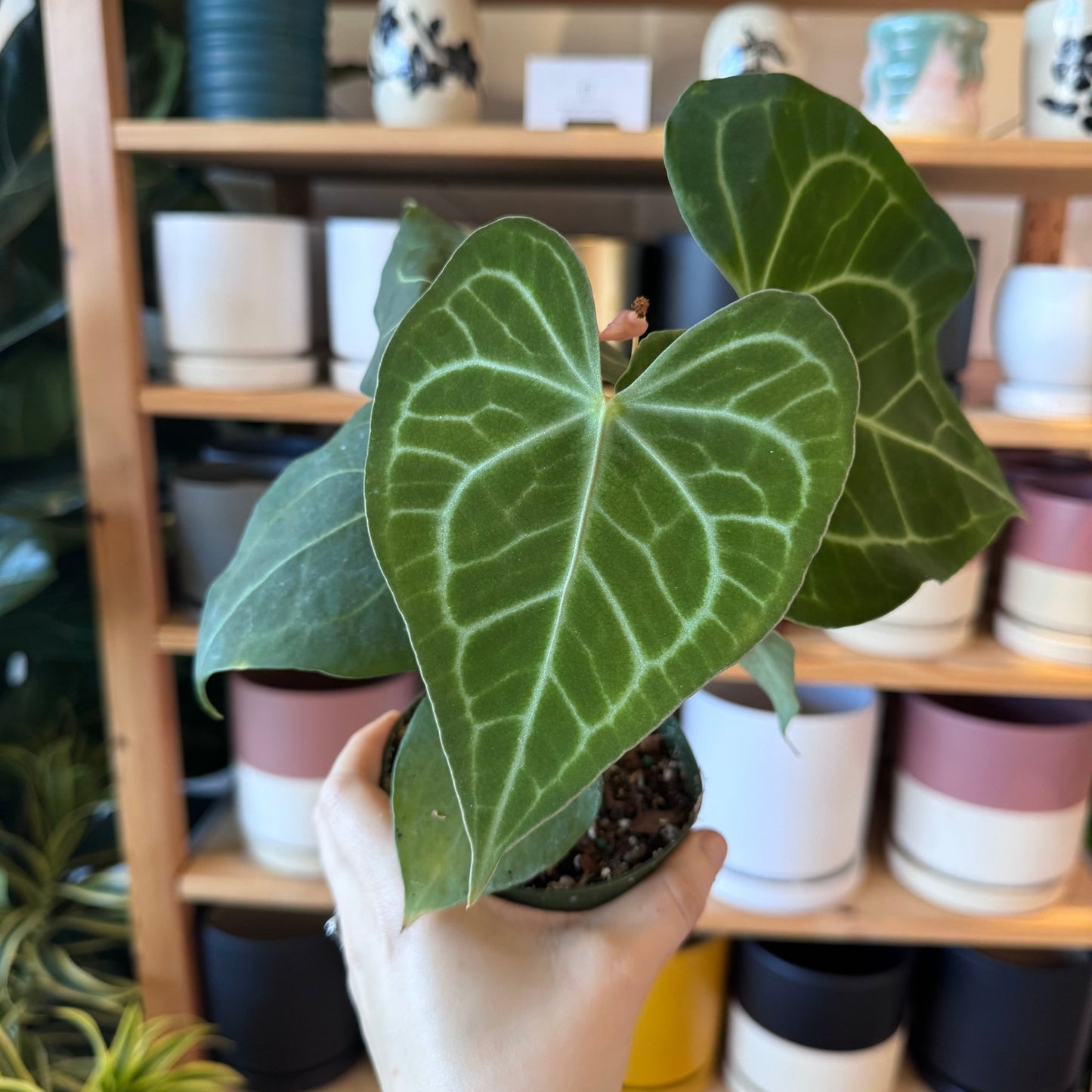 Anthurium clarinervium - The Plant Lady SF