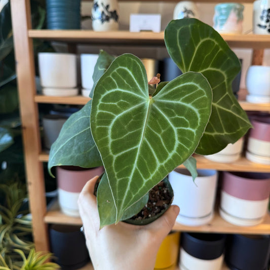 Anthurium clarinervium - The Plant Lady SF