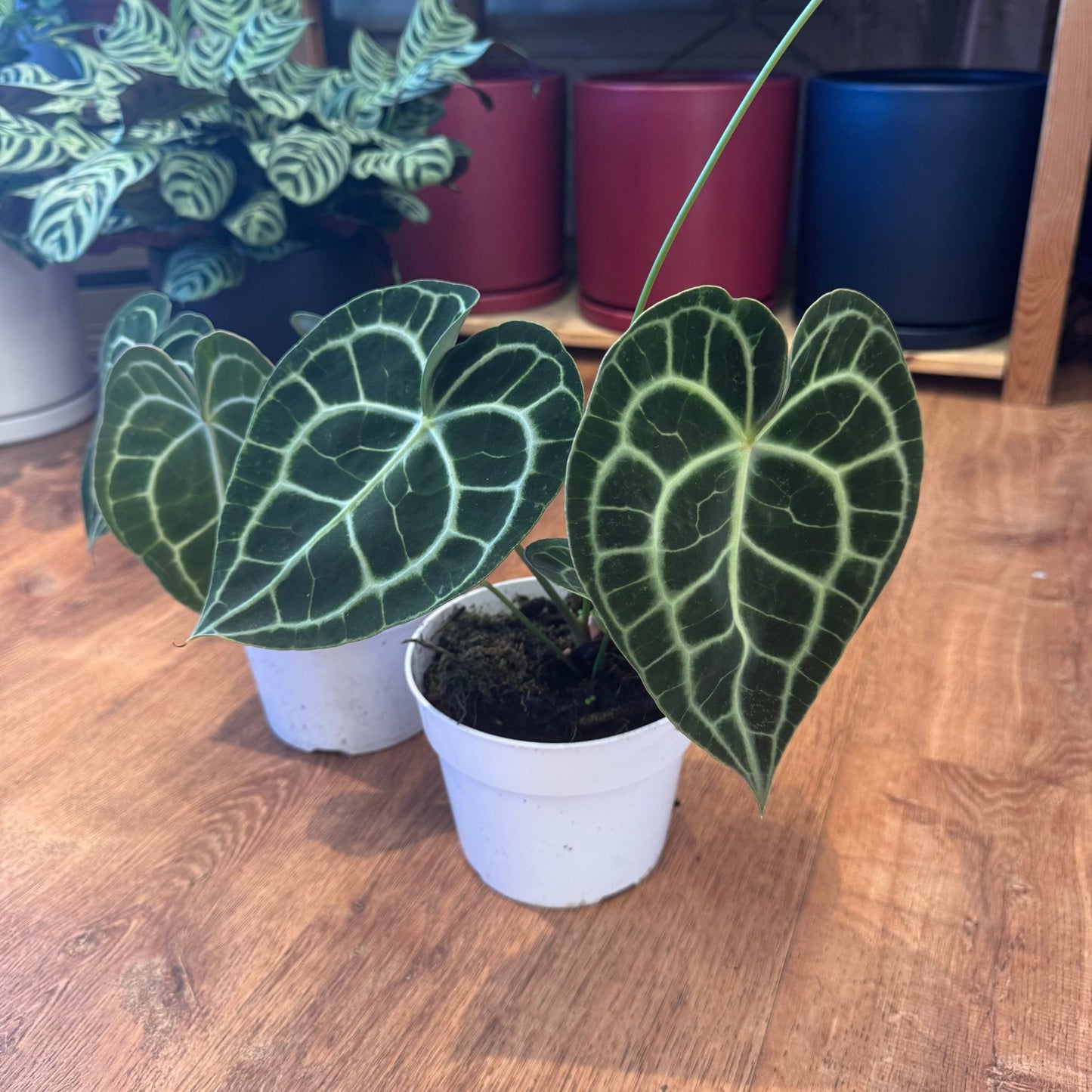 Anthurium clarinervium - The Plant Lady SF