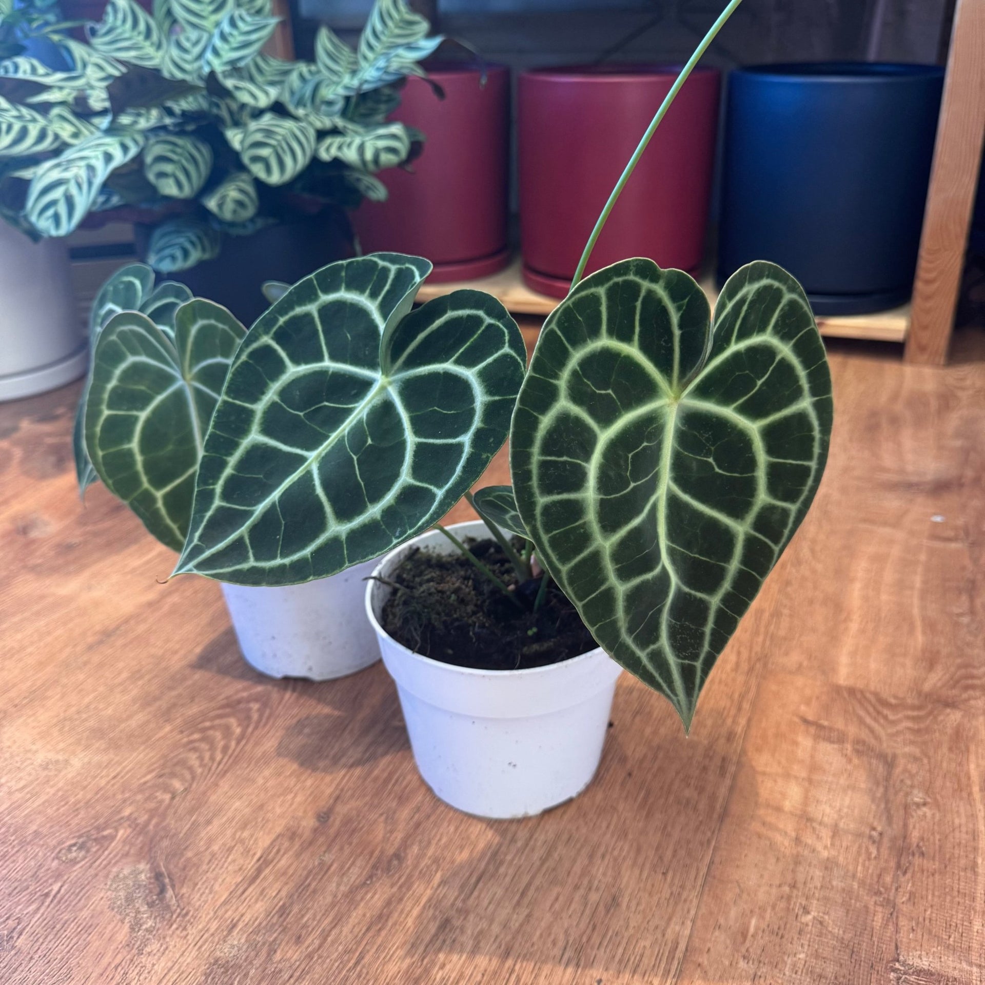 Anthurium clarinervium – The Plant Lady SF