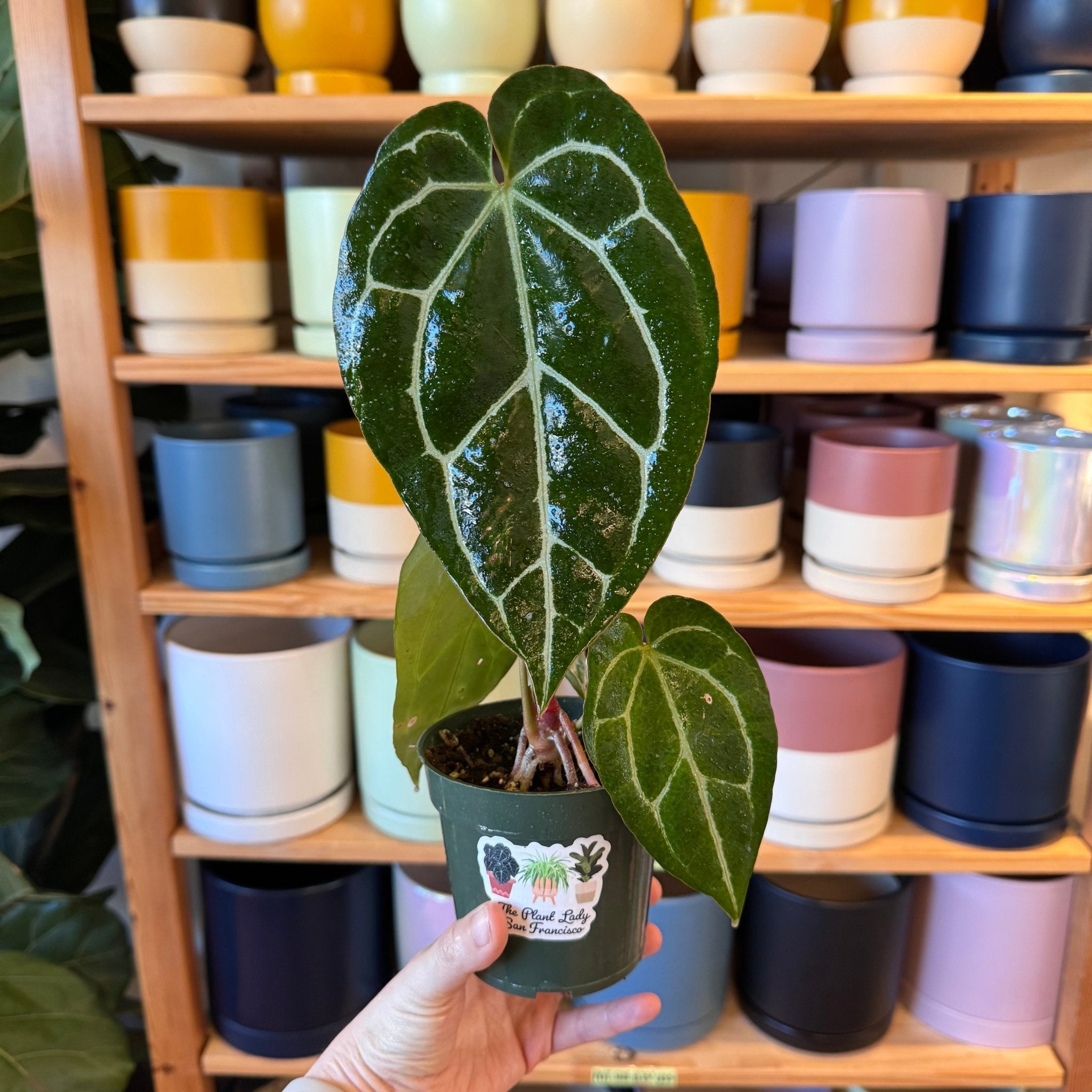 Anthurium crystallinum – The Plant Lady SF