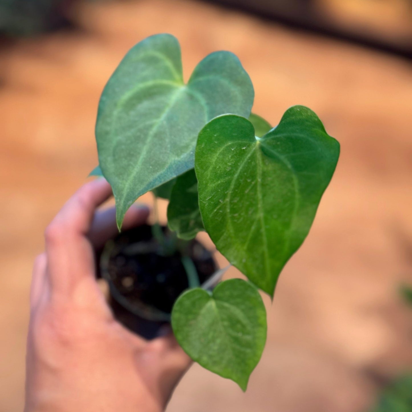 Anthurium 'Delta Force' - The Plant Lady SF