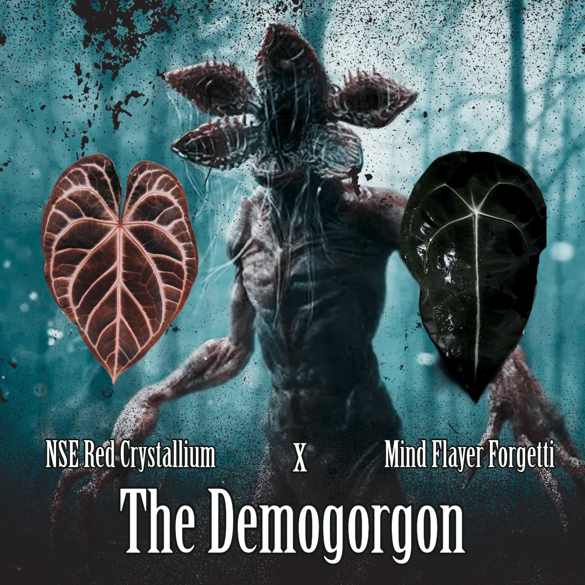 Anthurium "Demogorgon" - The Plant Lady SF