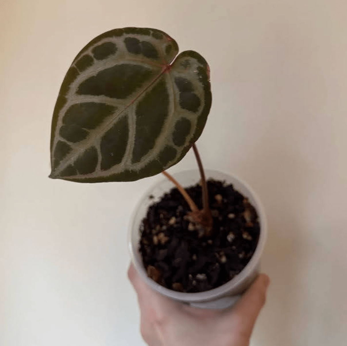 Anthurium Doc Block x red crystallinum - The Plant Lady SF