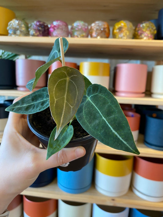 Anthurium forgetii - The Plant Lady SF