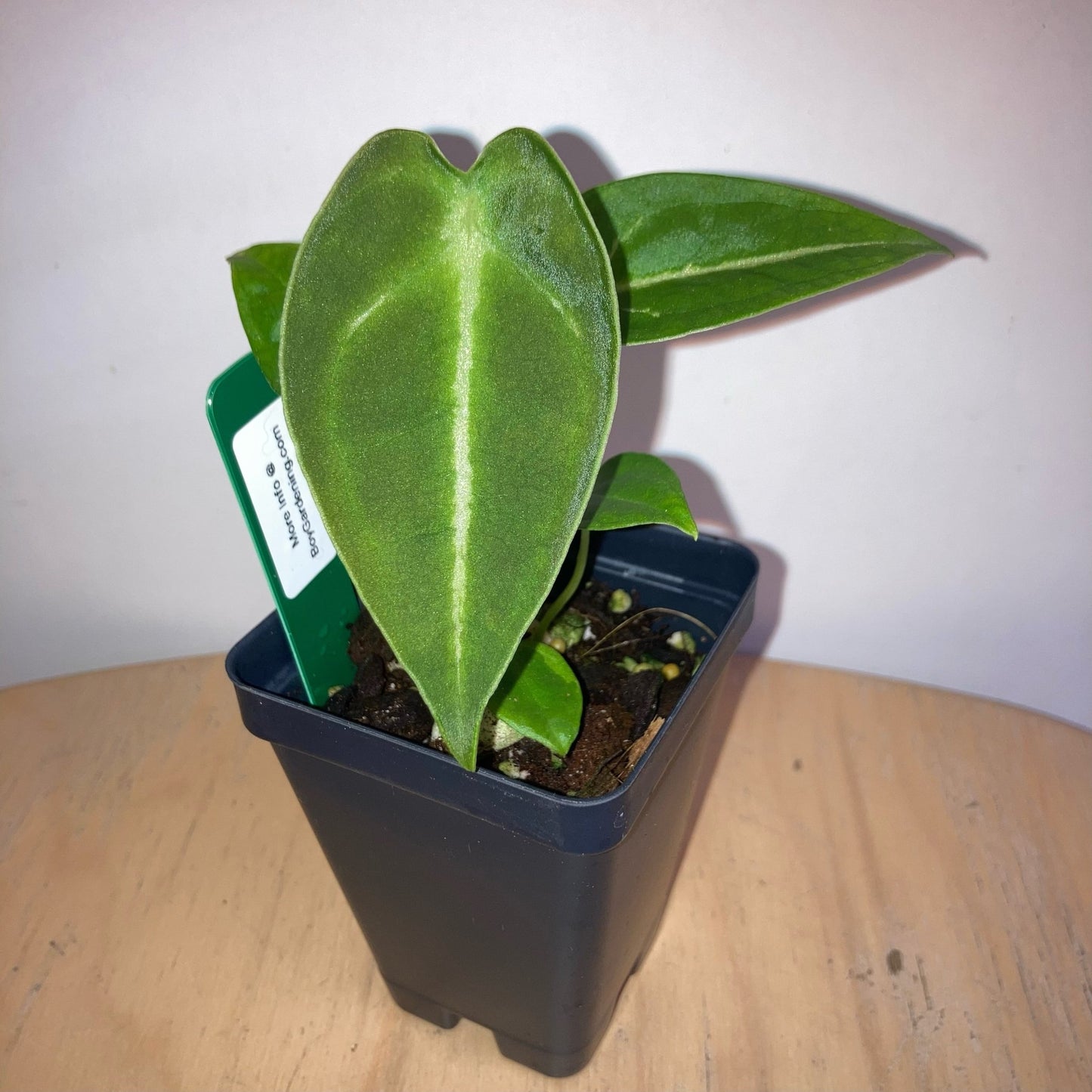 Anthurium forgetii "Mind Flayer" - The Plant Lady SF
