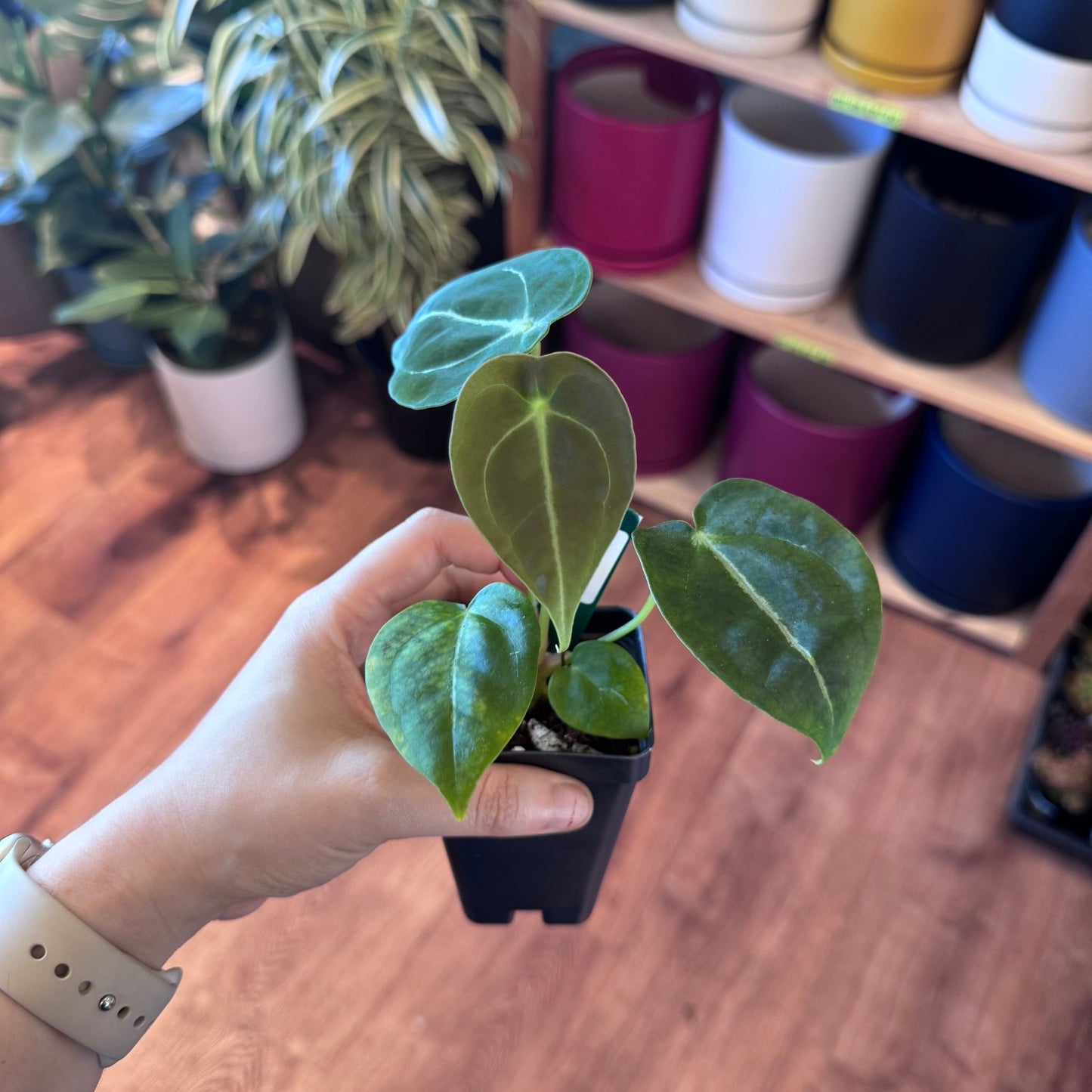 Anthurium forgetii "Mind Flayer" - The Plant Lady SF