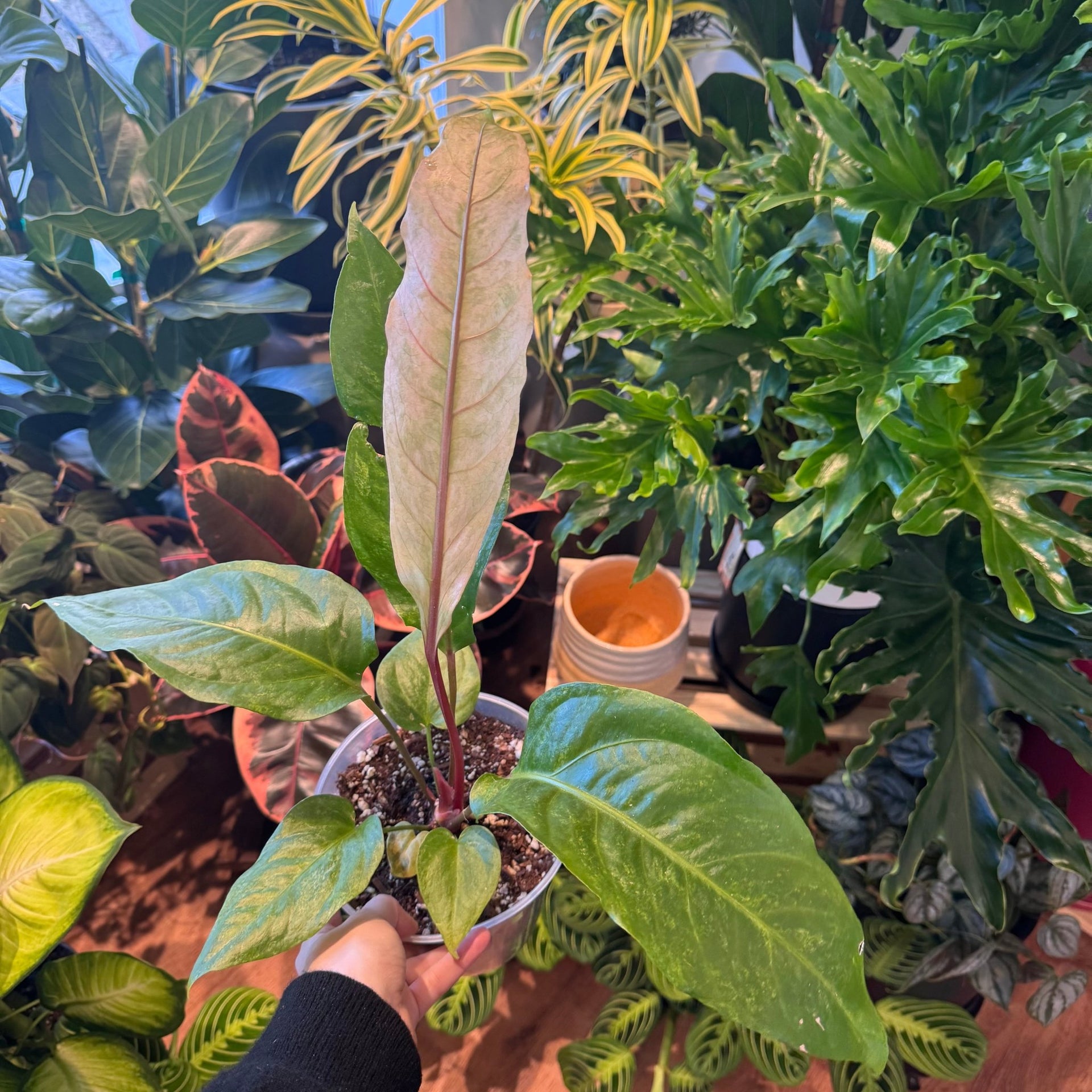 Anthurium hookeri 'Variegated'