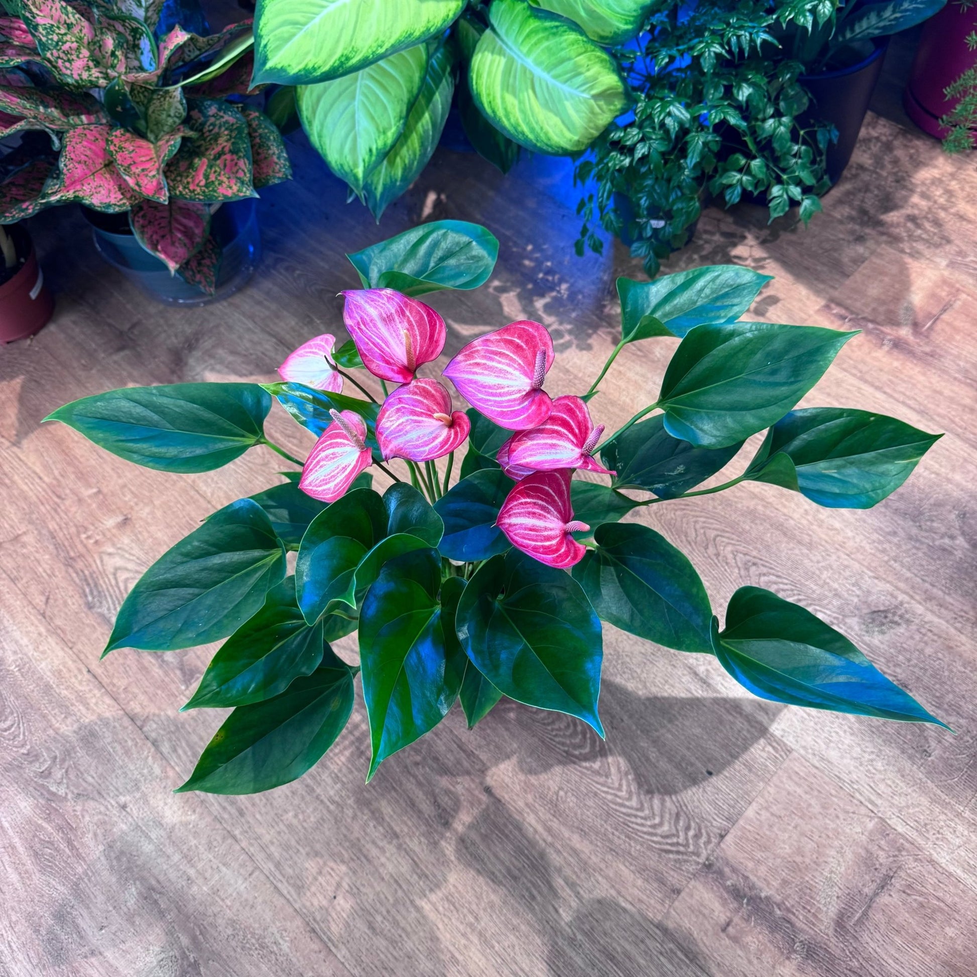 anthurium libertii Anthurium 'Livium' – The Plant Lady SF