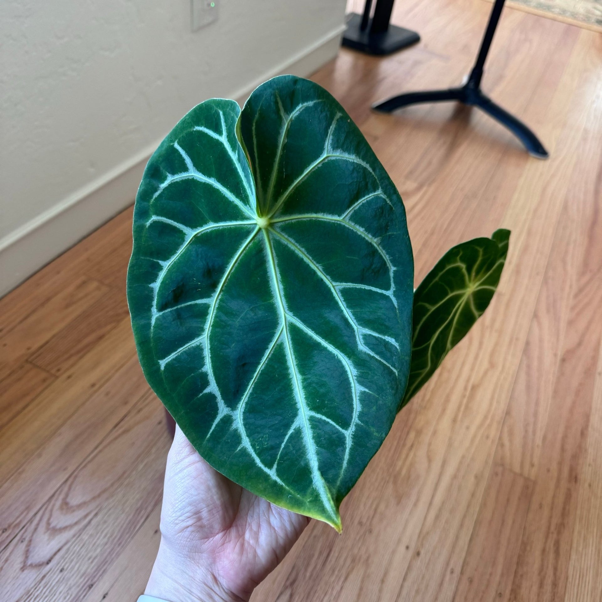 Anthurium magnificum – The Plant Lady SF