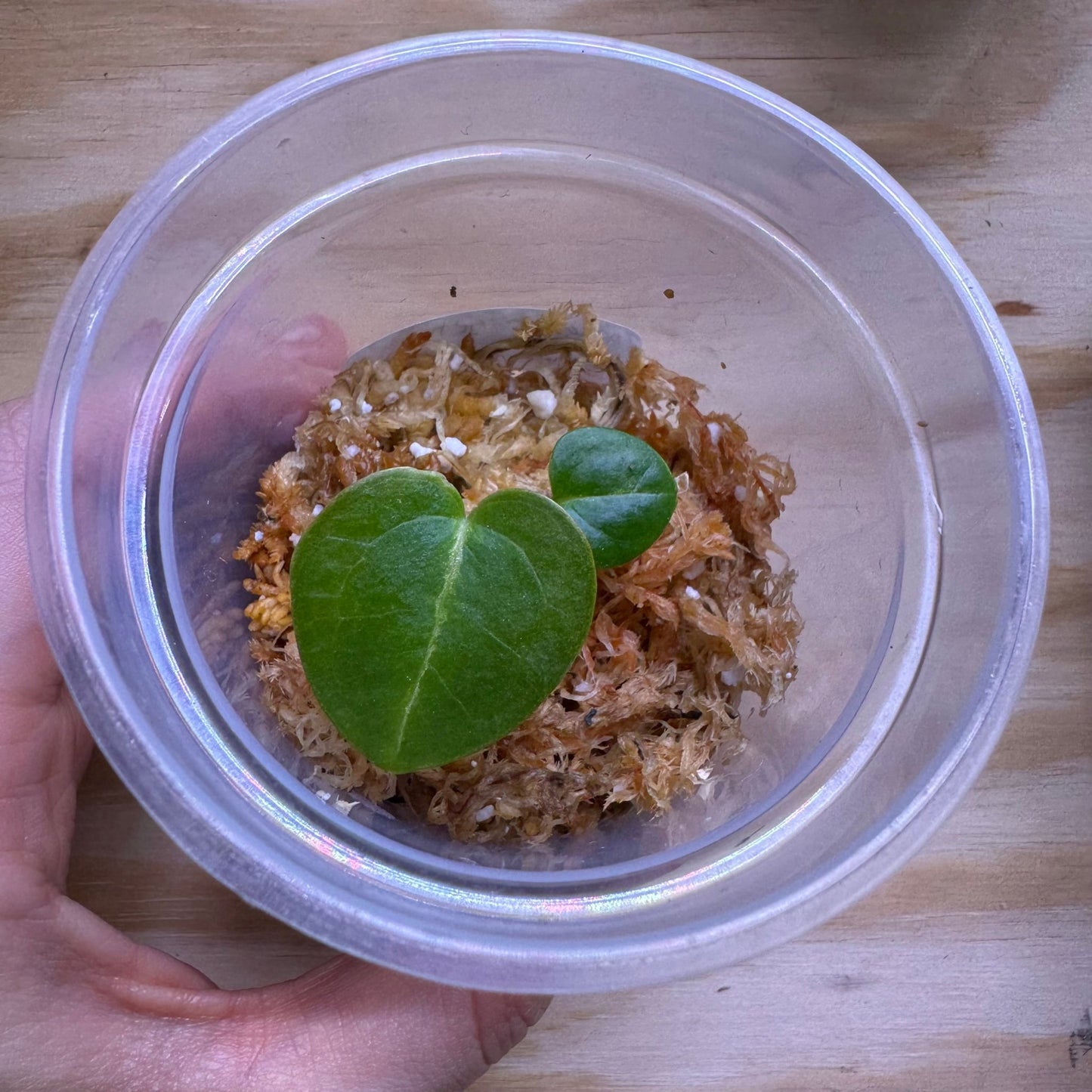 Anthurium (magnificum x forgetii) x Silver Blush - The Plant Lady SF