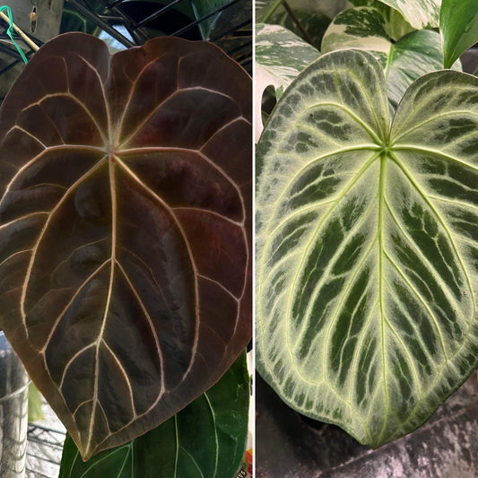 Anthurium (magnificum x forgetii) x Silver Blush - The Plant Lady SF
