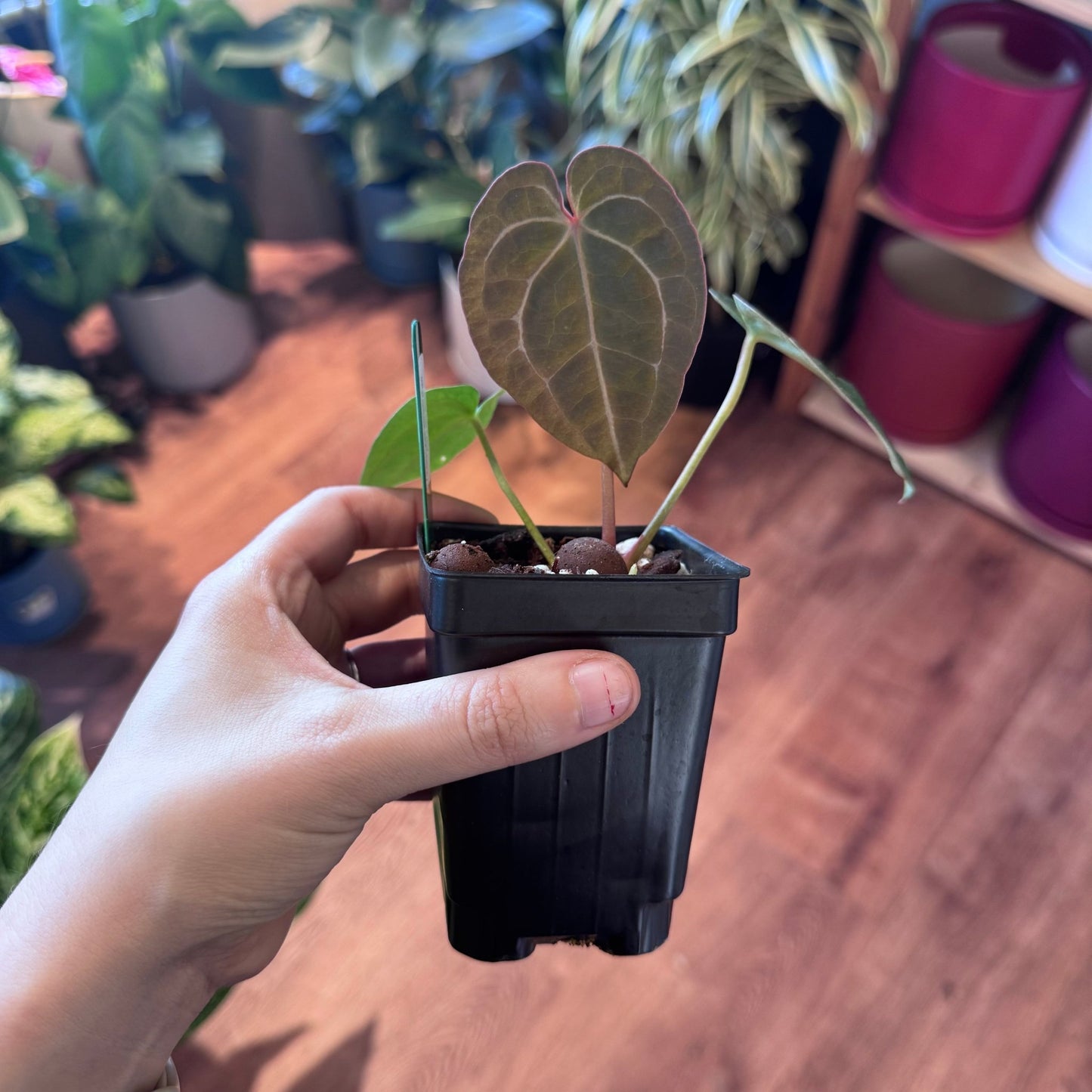 Anthurium Masquerade - The Plant Lady SF