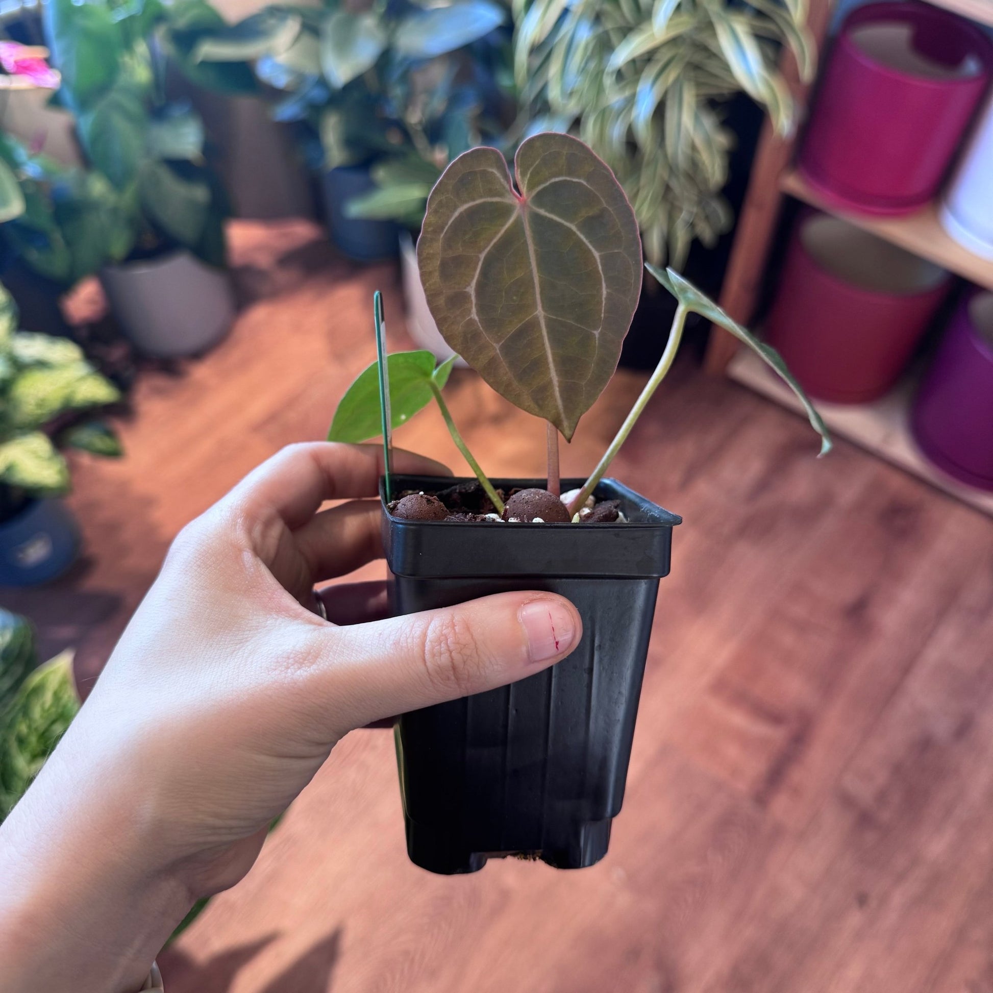 Anthurium Masquerade - The Plant Lady SF