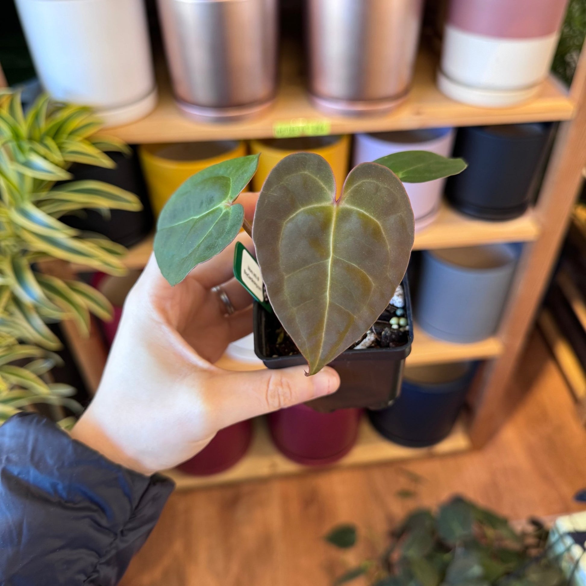 Anthurium Masquerade - The Plant Lady SF