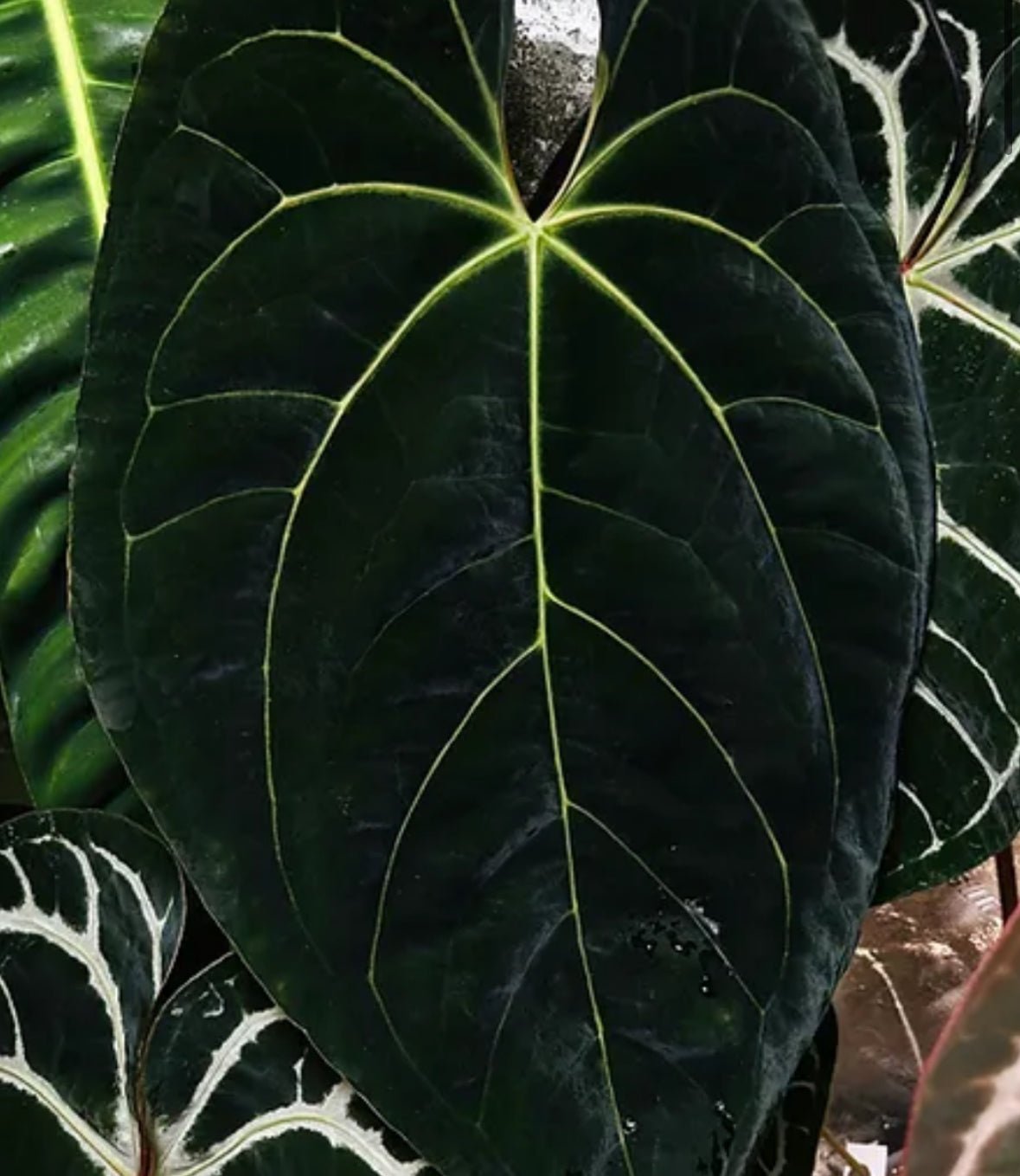 anthurium marciume radicale Anthurium Masquerade