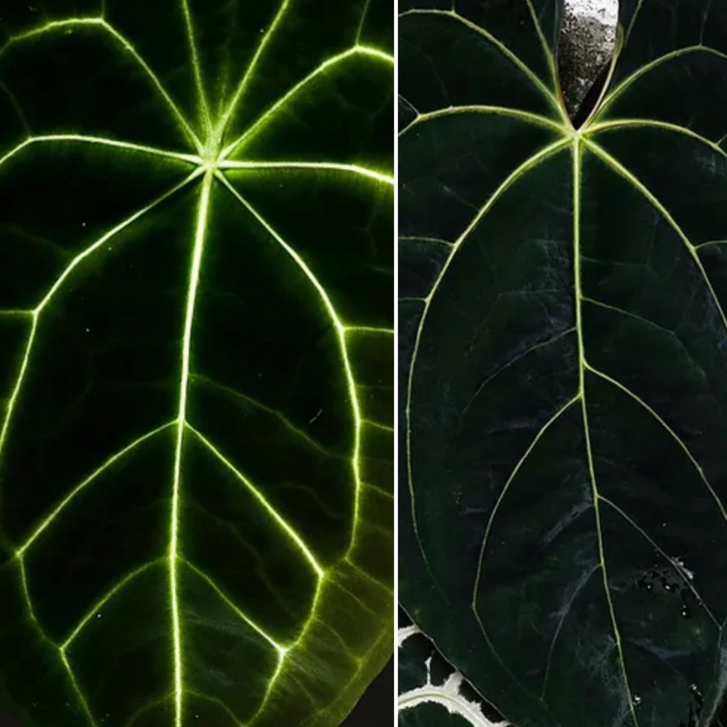 Anthurium Masquerade - The Plant Lady SF