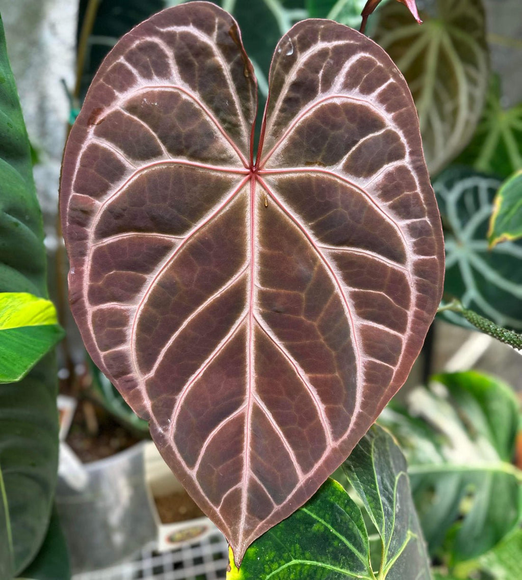 Anthurium NSE red crystallinum x self seedlings – The Plant Lady SF
