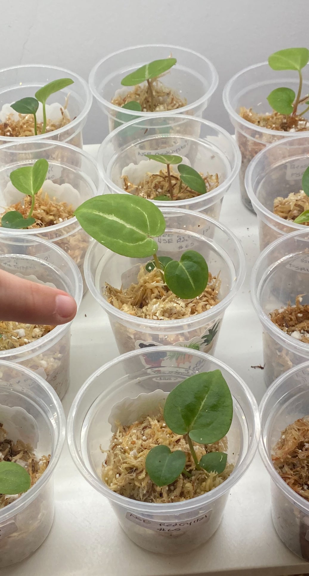 Anthurium NSE red crystallinum x self seedlings - The Plant Lady SF