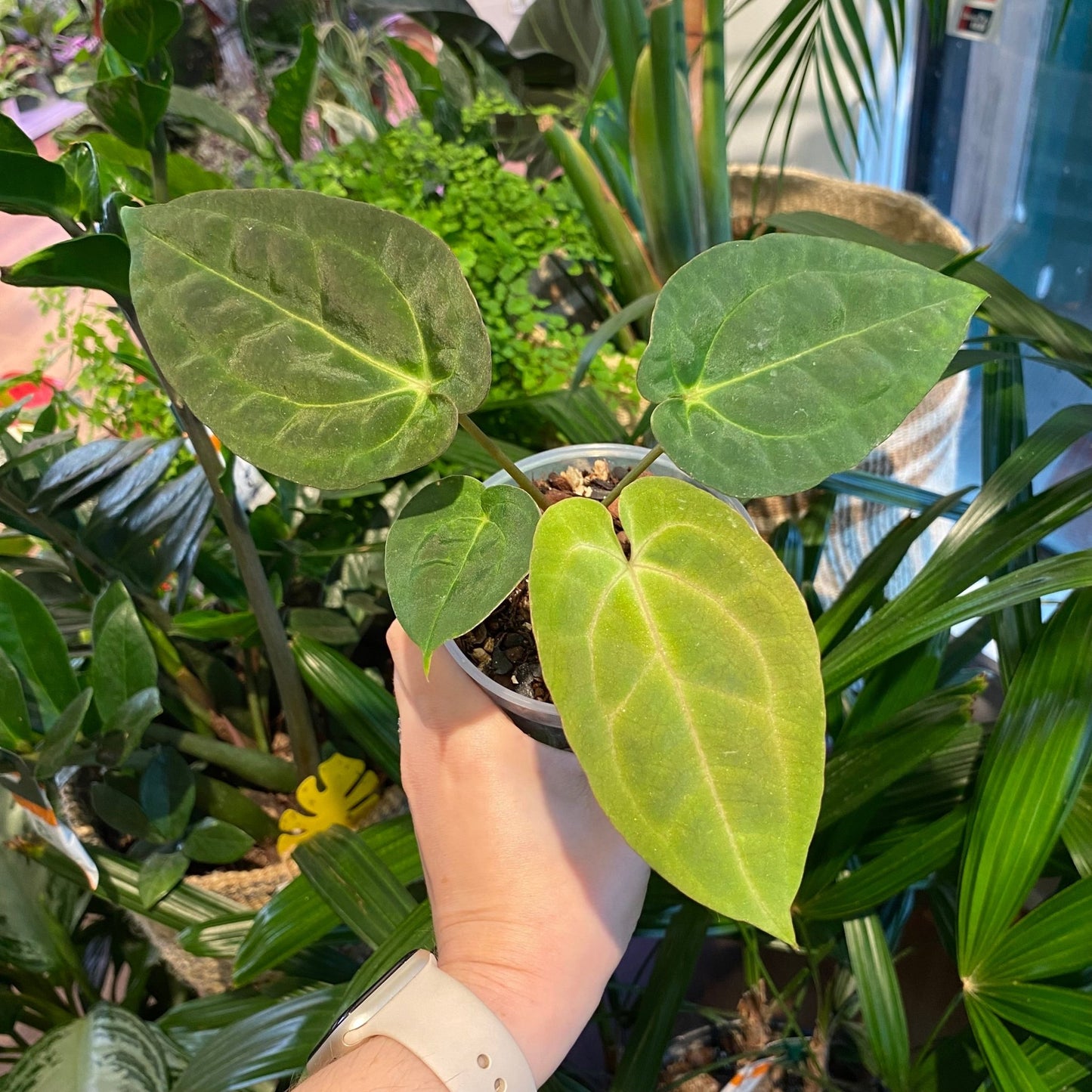 Anthurium papillilaminum x dr. block - The Plant Lady SF