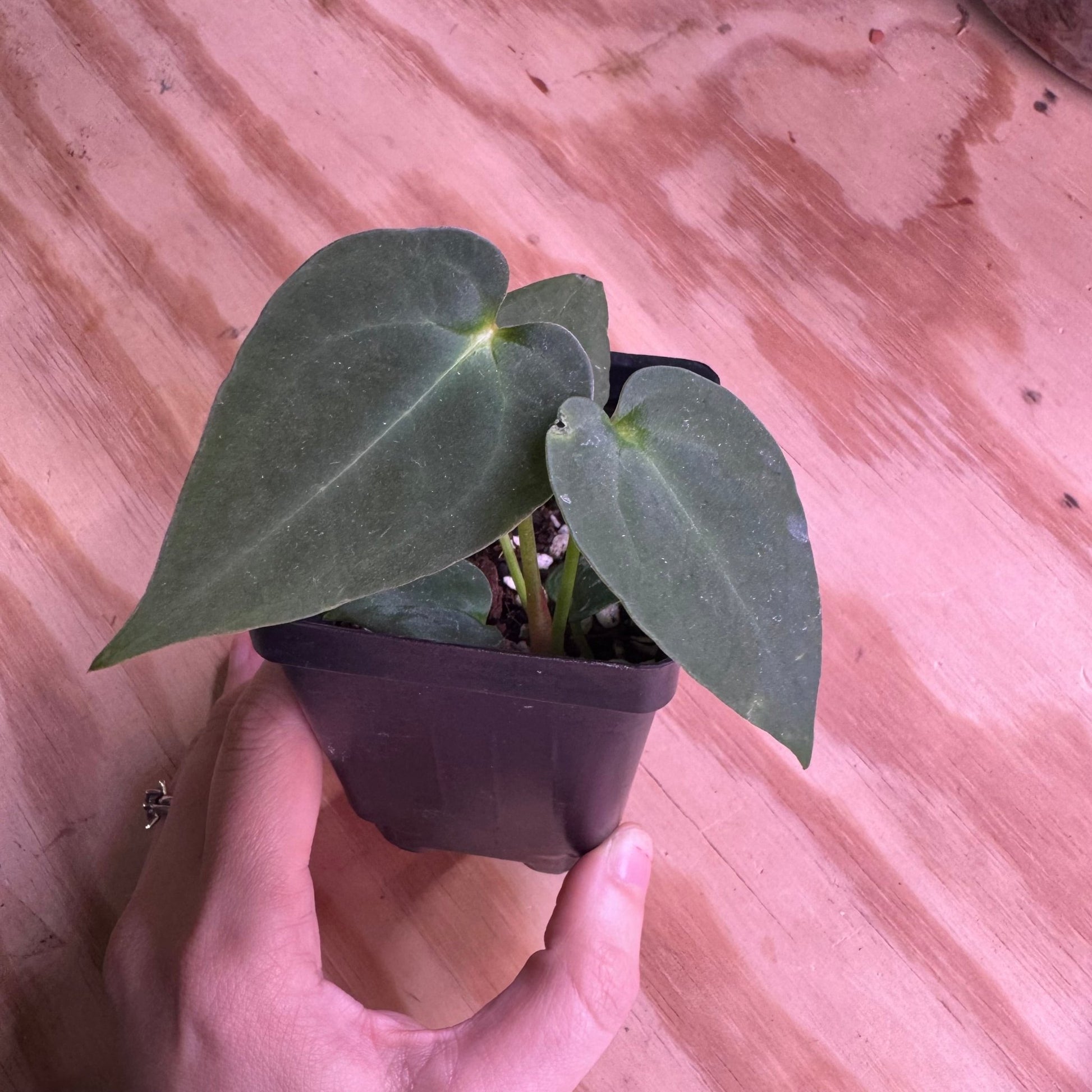 Anthurium papillilaminum x dr. block - The Plant Lady SF