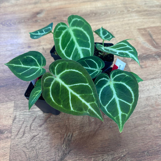 Anthurium "Pink Lady" - The Plant Lady SF