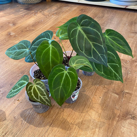 Anthurium Silver Blush x (Papi x Dr. Block) - The Plant Lady SF