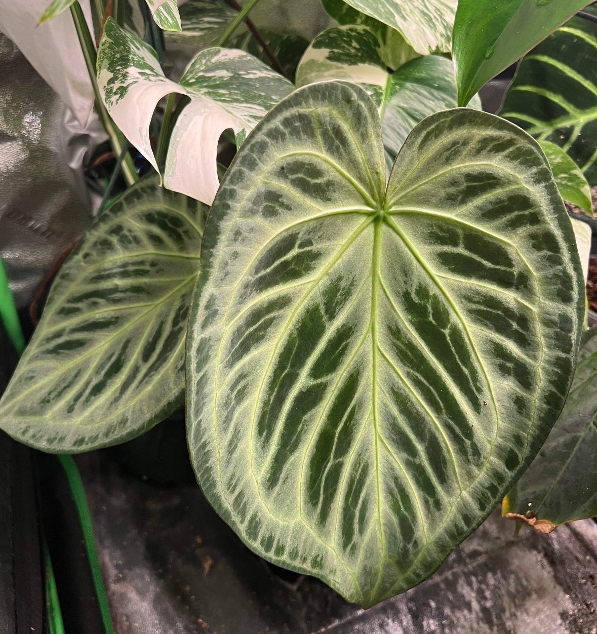 Anthurium 'Silver Blush' x self - The Plant Lady SF
