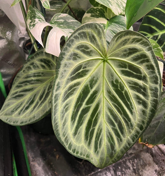 Anthurium 'Silver Blush' x self - The Plant Lady SF
