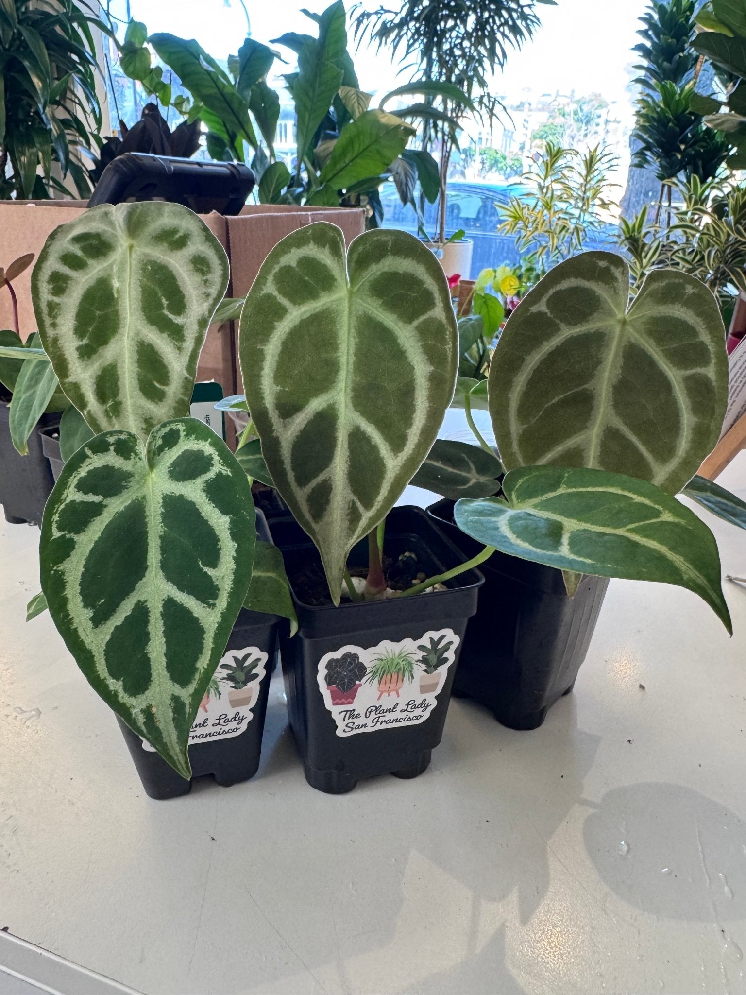 Anthurium 'Silver Blush' x self – The Plant Lady SF