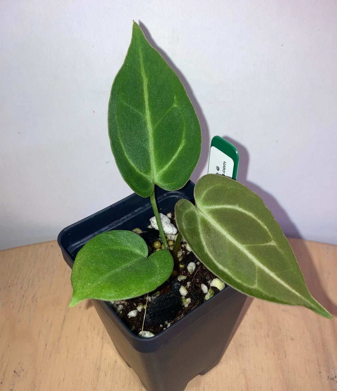 Anthurium Silver Martian - The Plant Lady SF