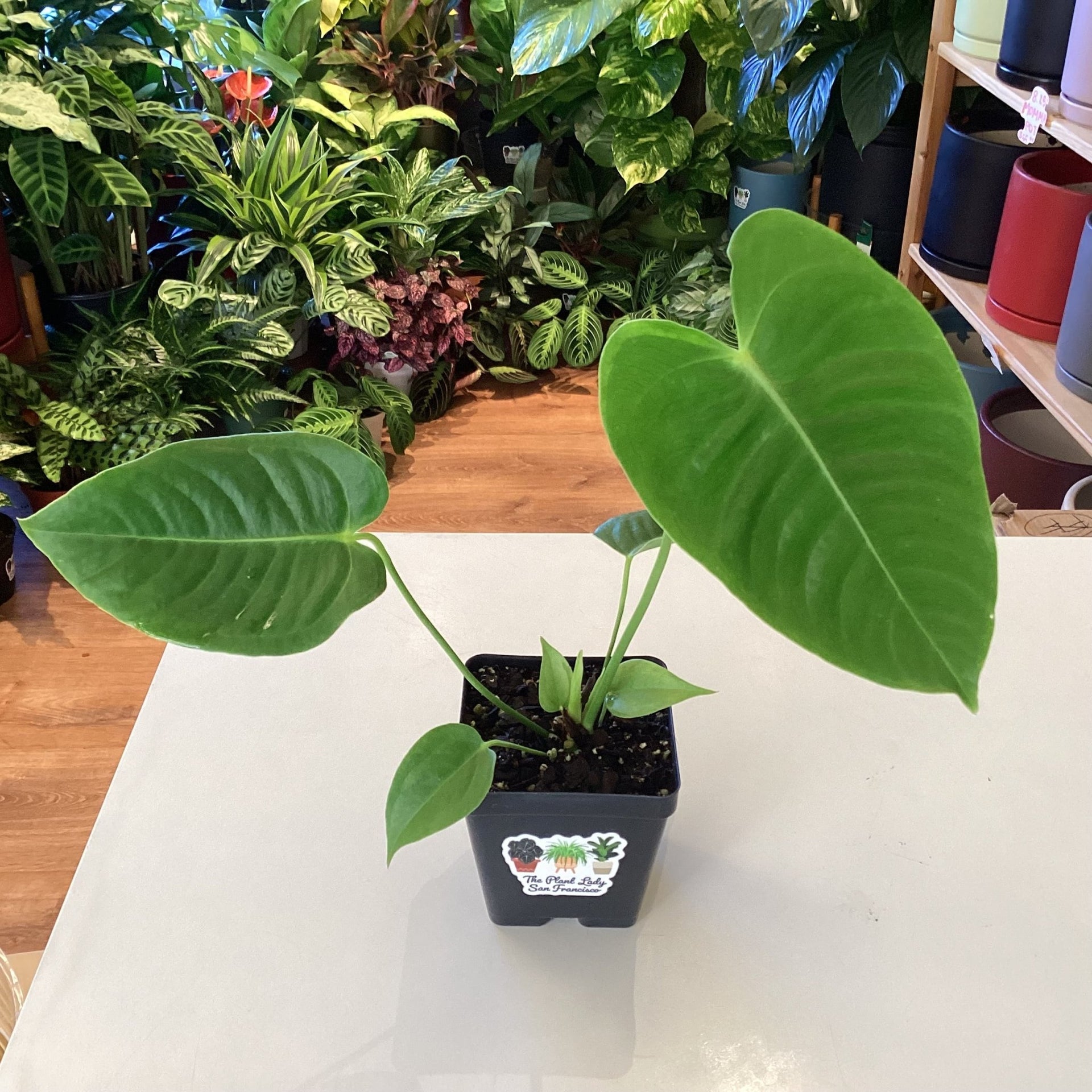 anthurium savinii Anthurium veitchii