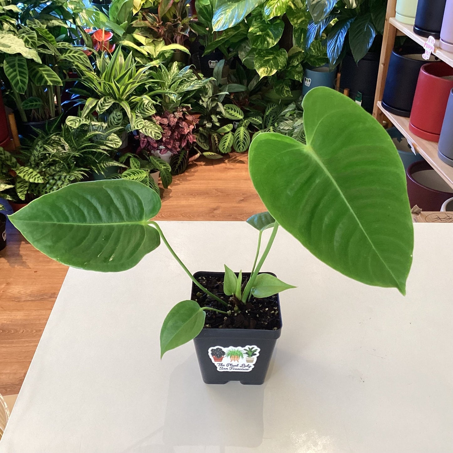 Anthurium veitchii - The Plant Lady SF