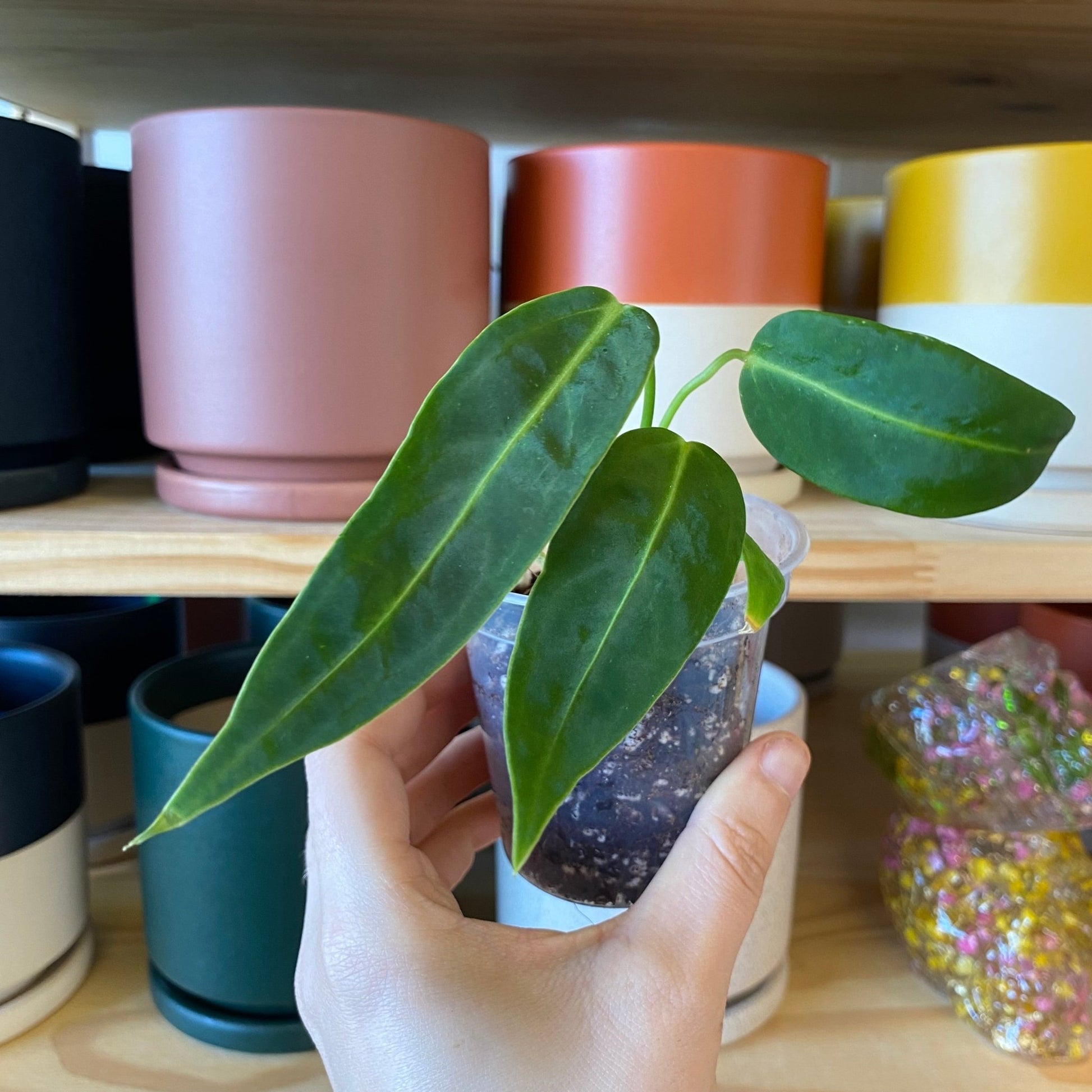 Anthurium warocqueanum - The Plant Lady SF