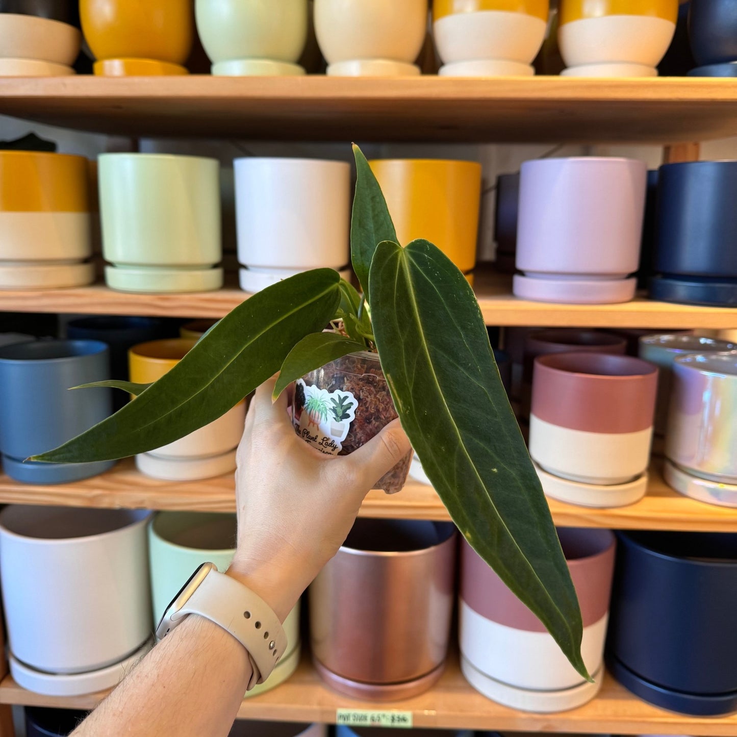 Anthurium warocqueanum - The Plant Lady SF