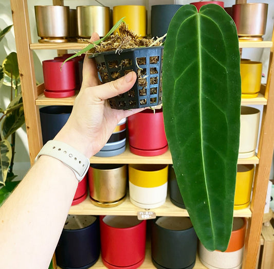 Anthurium warocqueanum - The Plant Lady SF