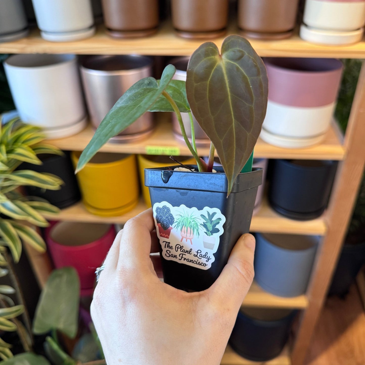 Anthurium Xenomorph – The Plant Lady SF