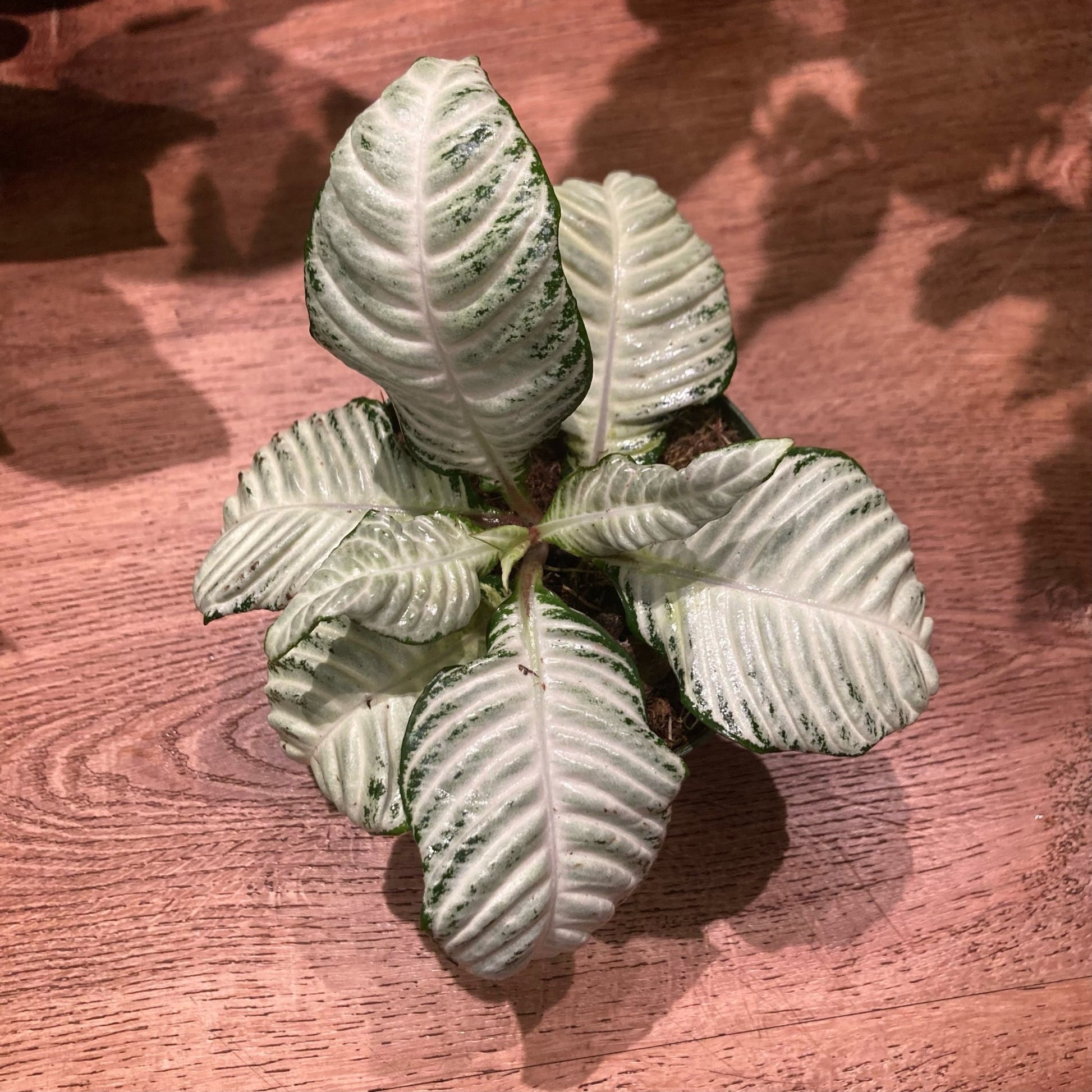 Aphelandra squarosa 'Snowflake' - The Plant Lady SF
