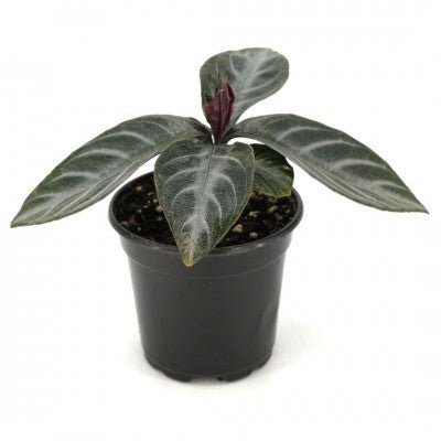 Aphelandra squarrosa 'Nova Fuego' (Zebra Plant) - The Plant Lady SF