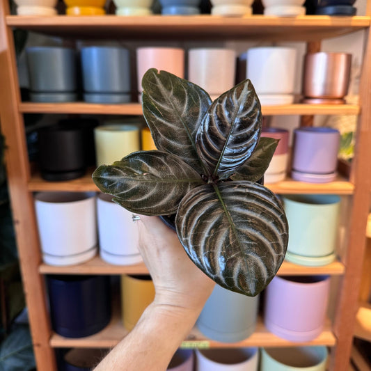 Aphelandra squarrosa 'Nova Fuego' (Zebra Plant) - The Plant Lady SF