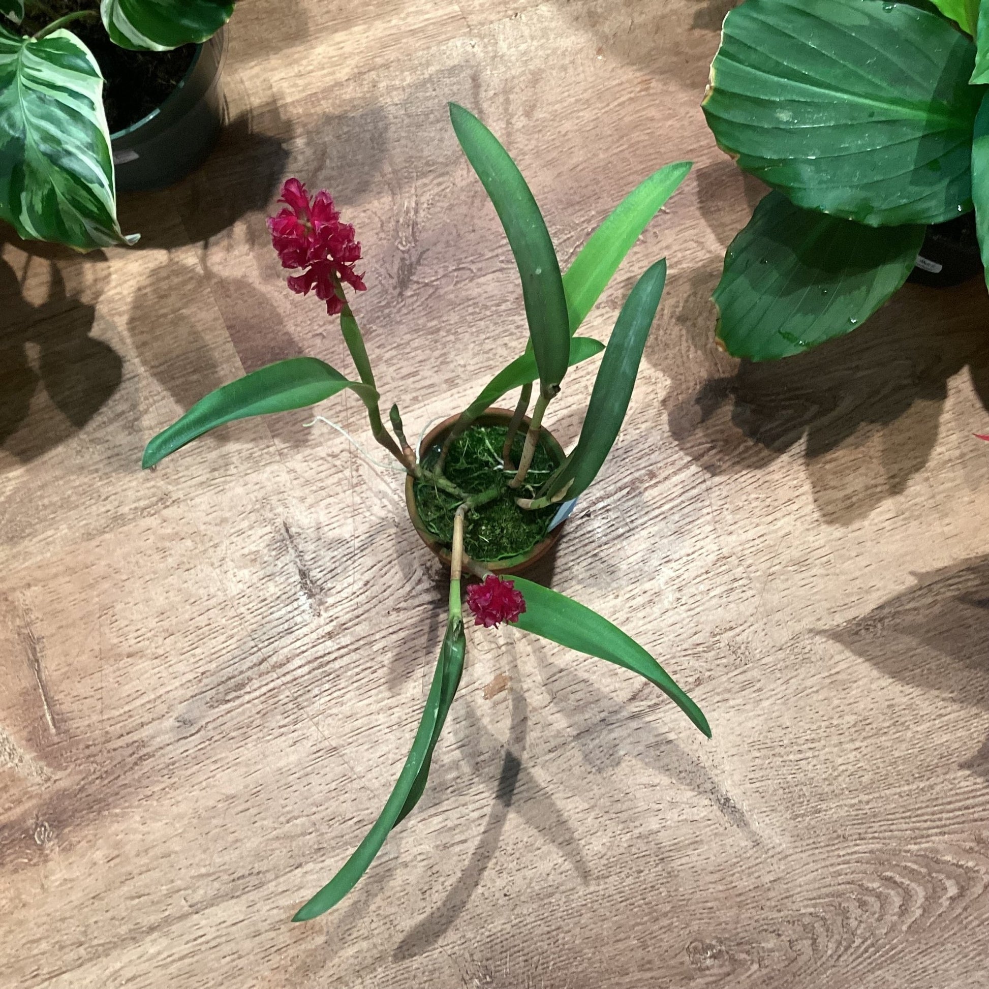 Arpophyllum alpinum ‘Golden Gate’ - The Plant Lady SF