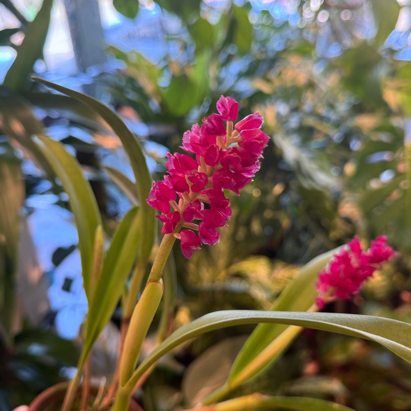 Arpophyllum alpinum ‘Golden Gate’ - The Plant Lady SF